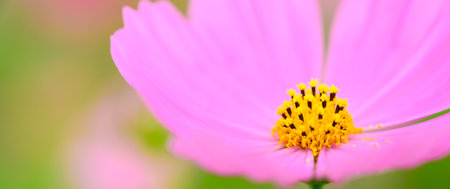close-up beauty pink cosmos flower blooming in the field on natural background