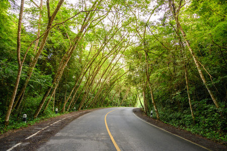 Empty centered road with yellow lines leading symmetrical through valley in Thai jungleの写真素材