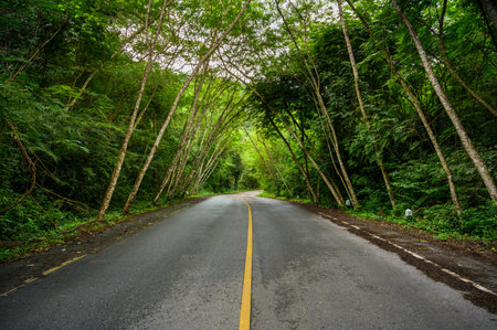 Empty centered road with yellow lines leading symmetrical through valley in Thai jungleの写真素材