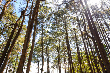 Pine tree forest with sunlight and natural landscape. Look overhead at many pine trees with clean sky backgroundの写真素材