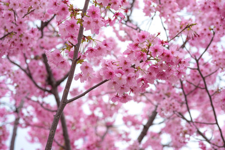 Pink Cherry blossoms are in full bloom in spring in Osaka. Beautiful clusters of sakura flowers backgroundの写真素材