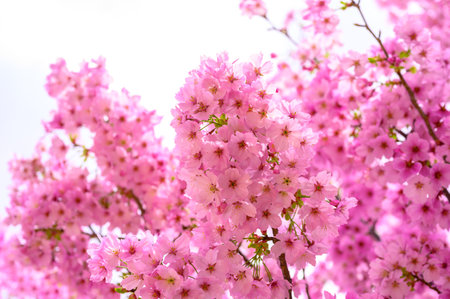 Pink Cherry blossoms are in full bloom in spring in Osaka. Beautiful clusters of sakura flowers backgroundの写真素材