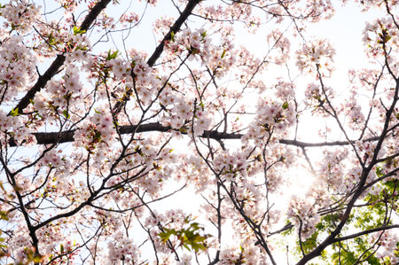 Beautiful cherry blossoms blooming in Ueno Park, Tokyo, Japan. clusters of sakura flowers in springの写真素材