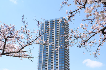 Beautiful cherry blossoms blooming in Ueno Park, Tokyo, Japan. clusters of sakura flowers in springの写真素材