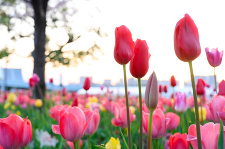 Beautifully blooming tulip flowers in a flower garden at Odaiba. Spring blossom backgroundの写真素材