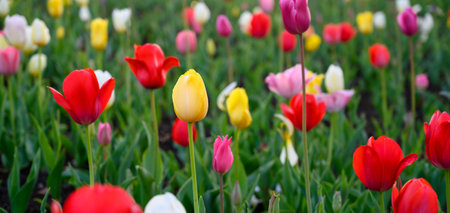 Beautifully blooming tulip flowers in a flower garden at Odaiba. Spring blossom backgroundの写真素材