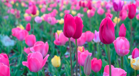 Beautifully blooming tulip flowers in a flower garden at Odaiba. Spring blossom backgroundの写真素材
