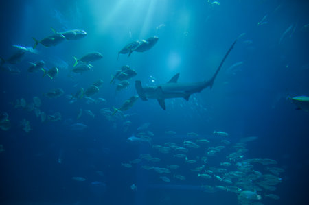 Hammerhead Shark and other fish swimming in blue water at Osaka Aquarium Kaiyukanの写真素材