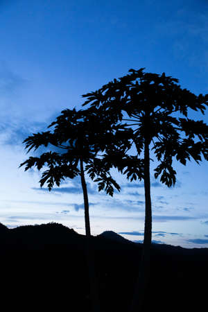 siluet papaya tree and blue skyの写真素材