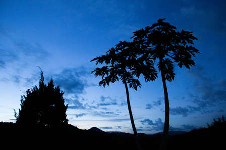 siluet papaya tree and blue skyの写真素材