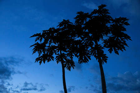 siluet papaya tree and blue skyの写真素材