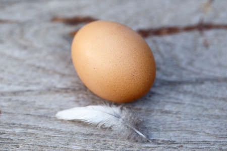 chicken egg in nestの写真素材