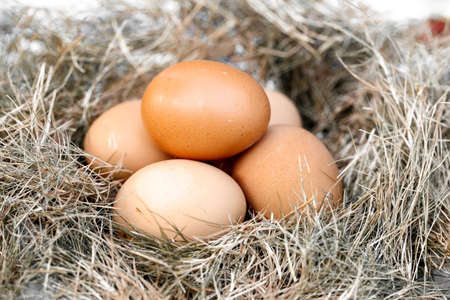 chicken egg in nestの写真素材
