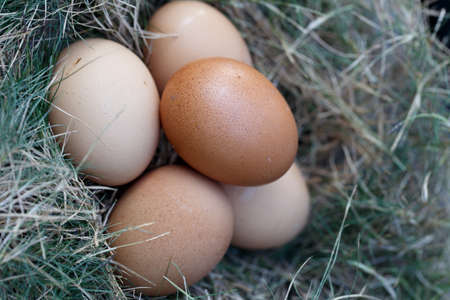 chicken egg in nest