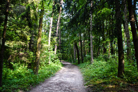 Path through the green forest. nature background