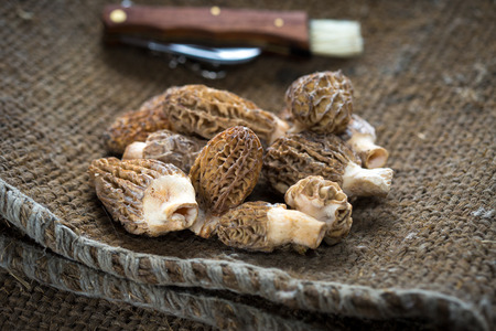Fresh Morels Mushrooms on rustic backgroundの写真素材