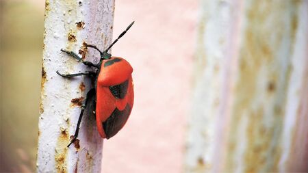 Red soldier bug sitting on a Iron rod corner viewの写真素材