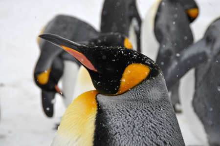 A cute penguinの写真素材