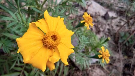 It is a marigold flower.の写真素材