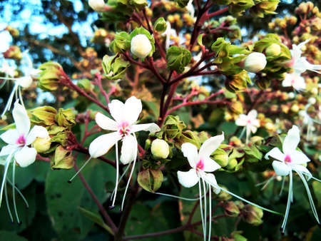 beautiful flowers of the village in vatful.の写真素材