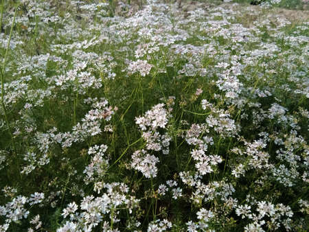 The coriander has turned from leaf to flower.の写真素材