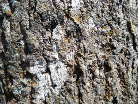 Look at the picture of the base of a tree.の写真素材