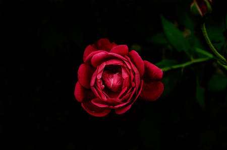 Scarletの写真素材