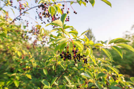 Bird cherry berries on a branch. Outdoor beauty photo of nature. Summer time.の写真素材