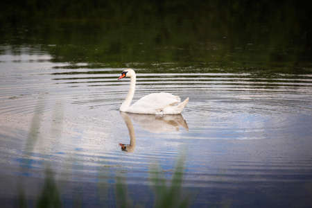 Swan swimming on the lake. White swan bird on the water.の写真素材