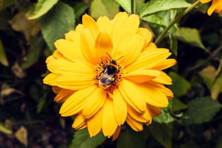 Bumblebee collects pollen on pink flower. Macro close up of bumblebee collecting nectar for honey.の写真素材
