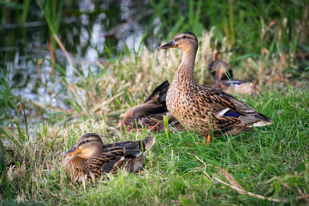 Wild ducks sitting near the water in the summer. Ducks  close up wildlife photography.