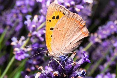 The scarce copper  is a butterfly of the family Lycaenidae. Lycaena virgaureae sitting on a green violet flowers. Butterfly macrophotography in natural enviroment.の写真素材
