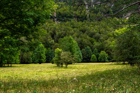 Forest in Spain into MontePerdido parkの写真素材