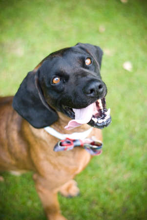 The Bavarian Mountain Hound with celebratory bow tie on his neck