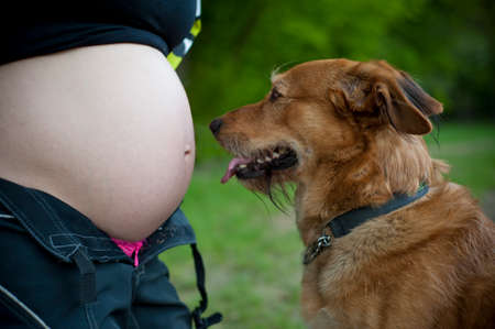 Dog watching on pregnancy bellyの写真素材