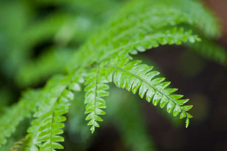 Detail of Fern Leaf