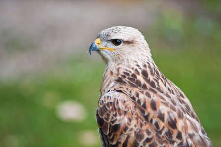 Kestrel