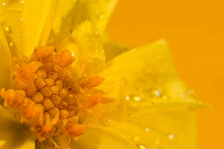 Detail of yellow fresh bloom with drop of dewの写真素材