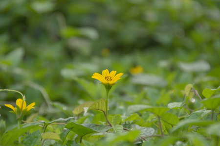 A vibrant yellow Sphagneticola trilobata flower stands out amidst a lush green background of leaves,...