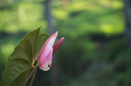 Close-up of a pink Anthurium flower with green leaf and vibrant red spadix, set against a soft,...
