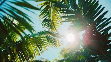 Summer sunlight filtering through tropical palm leavesの素材