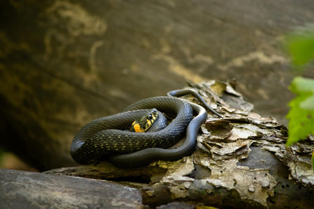 Grass snake on the log in the rainforest of Thailand.の写真素材