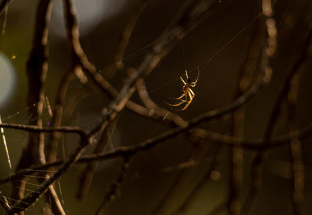 spider on a web in the forest in the rays of the setting sunの写真素材