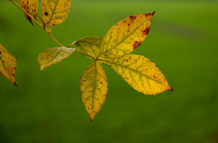 Autumn leaves on a green background, close-up, macroの写真素材
