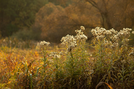 Autumn meadow with dry grass and flowers in the morning mist
