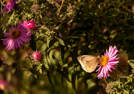 butterfly on a pink flower in the garden. Selective focusの写真素材