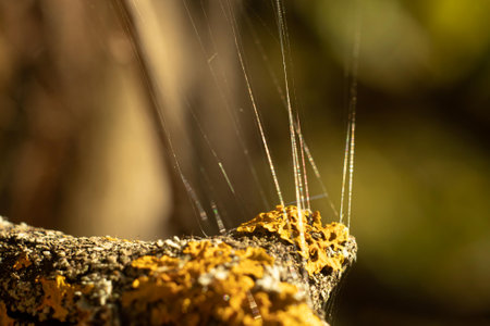 Spider web on a tree in the forest. Macro. Selective focus.の写真素材