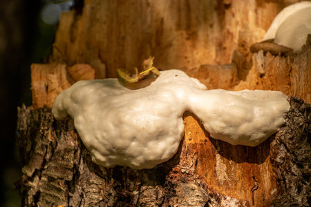 Mushrooms growing on a tree trunk in the autumn forest.の写真素材
