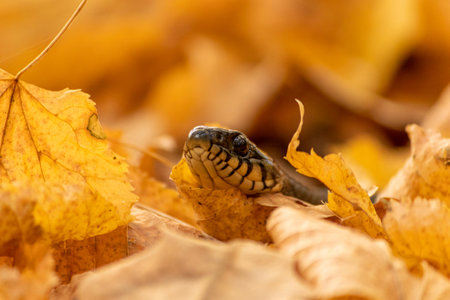 Grass snake (Natrix natrix) on autumn leaves.の写真素材
