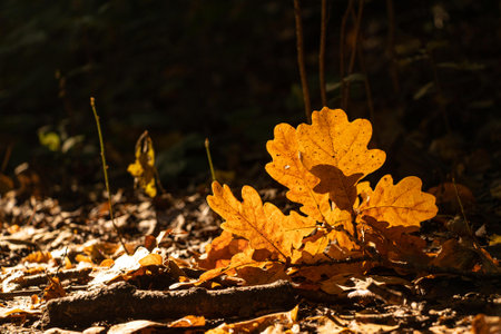 autumn leaves on the ground in the forest, note shallow depth of fieldの写真素材